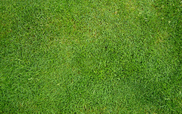 grass texture photoshop free download